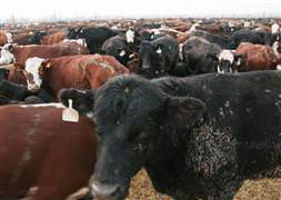 İthal kurbanlıklar kesim için bekliyor