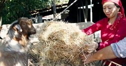 Japon değil sanki Türk