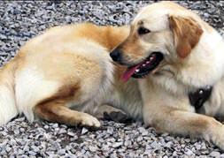 Hırsız Badem’i getirdi