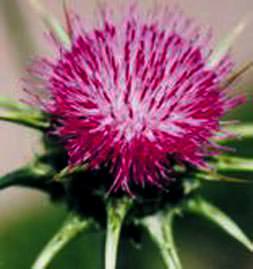 Karaciğerin dikenli dostu