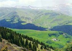 Yeni trent yayla