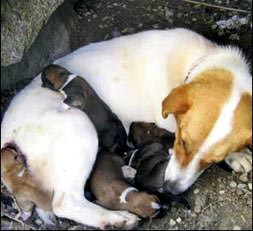 Yavrularını emzirirken öldü
