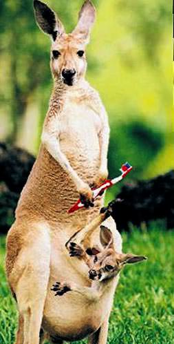 Özel diş macunları bile var!