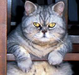 İnternetin yeni Garfield'ı