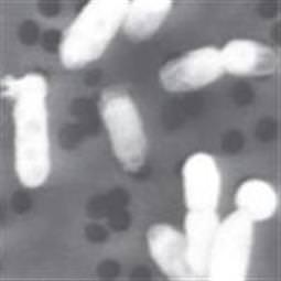 İşte NASA'nın beklenen açıklaması