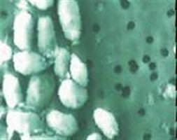 Dünya dışı hayat bulundu