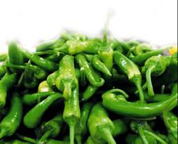 Sivri biber Kasım’da yaktı