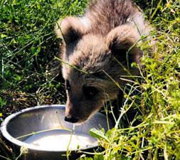 Dansçı ayılar doğal hayatta