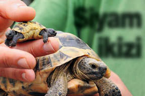 Siyam ikizi kaplumbağalar