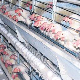 Tavuklar arabesk tutkunu