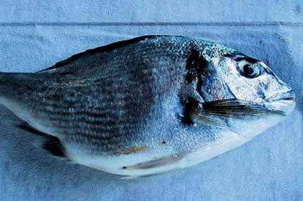 Kardak’ta ’çipura’ ihlali