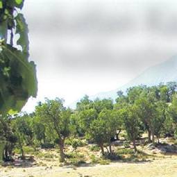 'Avukatları Kandil'e askeri helikopter getirdi'