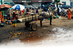 Köyden indim Senegal’e