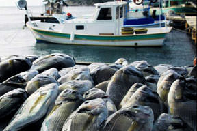 Gırgır kardeşliği