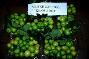 Altınla yarışıyor