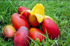 Mango kanı temizliyor