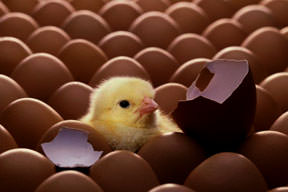Süper zeka için yumurta yiyin