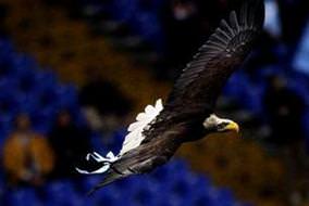 Çarşı Kartal'a karşı