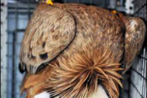 Akbaba Bursa’da konaklayacak