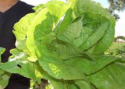 Cinsel gücü azaltıyor, uyku veriyor!