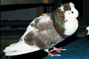 4 bin liraya güvercin