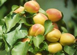 Kayısı kemik yapısına güç sağlıyor