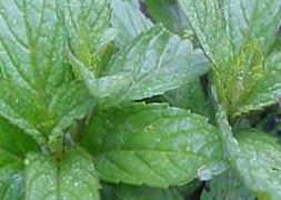 Her derde deva nane yağı