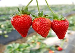 İşte cinsellik arttıran gıdalar