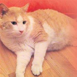 Cameron farelerini Larry kovalayacak