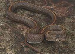 Yılan sürüleri köyleri bastı