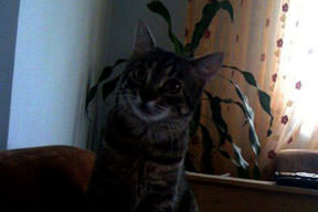 Pıtır'ın katiline hapis