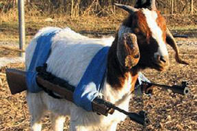 Uçanı kaçanı vuran keçi