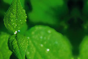 Bulantıya naneli çözüm