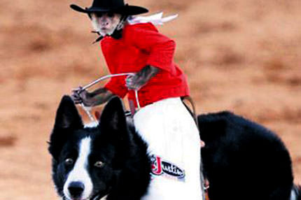 Çılgın maymun rodeo yaptı