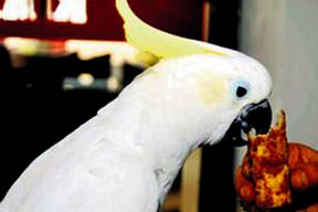 Bir acılı lahmacun