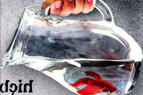 Allah rızası için hayvan hakları