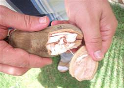 Hem vitamin hem kalsiyum deposu