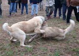 Köpek dövüştürenlere ceza