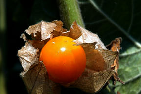 'Altın çilek' ilaç değil, meyve