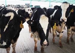 İcradan satılık 84 adet inek!