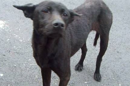 İsrail’de sokak köpeğine recm cezası!