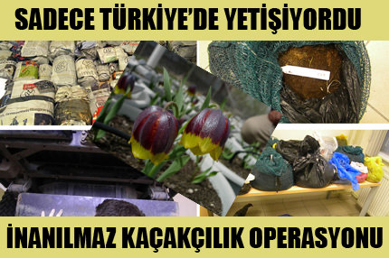 Lale hırsızlarına suçüstü
