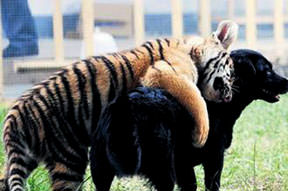 Тигр мужчина коза. Совместимость собаки и тигра. Тигр и собака совместимость. Тигрица и собака совместимость. Тигр и коза совместимость.