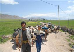 2 bin liraya çoban bulunamıyor