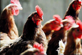 İcradan satılık tavuk