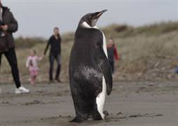 Yolunu kaybeden Penguen