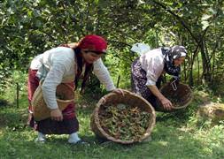 Fındık ne kadardan işlem gördü