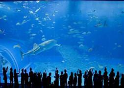 Balıkları bozuk para ile öldürdük