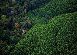 Yağmur Ormanları tehlikede!