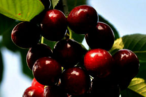 Kraliyet ailesinin kirazı Bursa'dan